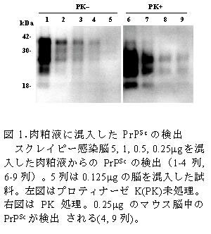 図1.肉粕液に混入したPrPScの検出