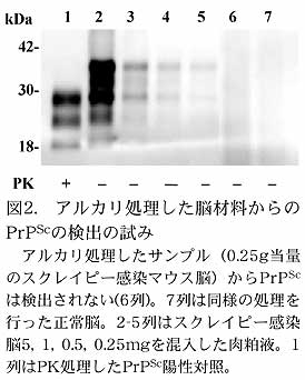 図2.アルカリ処理した脳材料からのPrPScの検出の試み