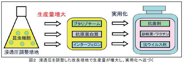 図2 浸透圧を調整した改良培地で生産量が増大し、実用化へ近づく