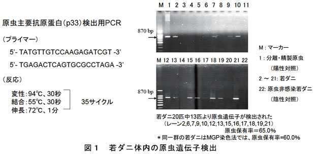 図1 若ダニ体内の原虫遺伝子検出