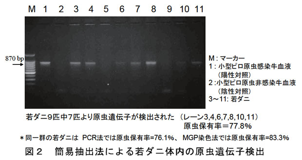 図2 簡易抽出法による若ダニ体内の原虫遺伝子検出