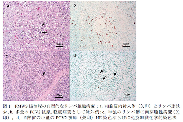 図1 PMWS 陽性豚の典型的なリンパ組織病変;a, 細胞質内封入体(矢印)とリンパ球減少、b, 多量のPCV2 抗原。軽度病変として除外例:c, 単独のリンパ節に肉芽腫性病変(矢印),d, 同部位の小量のPCV2 抗原(矢印)HE 染色ならびに免疫組織化学的染色法