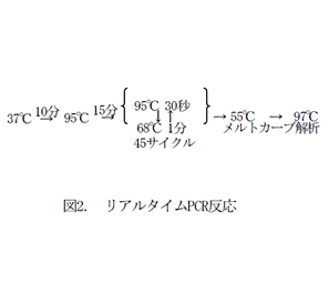 図2. リアルタイムPCR反応