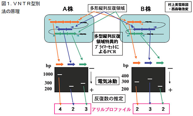 図1.VNTR型別法の原理