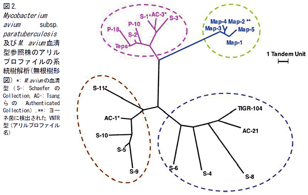 図2. Mycobacterium avium subsp.paratuberculosis及びM. avium 血清型参照株のアリルプロファイルの系統樹解析