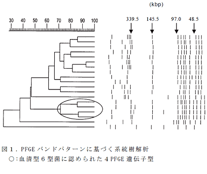 図1 .PFGEバンドパターンに基づく系統樹解析