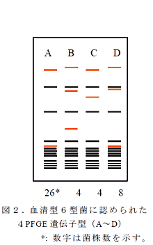 図2.血清型6型菌に認められた4PFGE 遺伝子型(A～D)