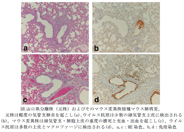 図. 山口県分離株(元株)およびそのマウス変異株接種マウス肺病変。