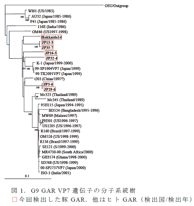 図1.G9 GAR VP7 遺伝子の分子系統樹