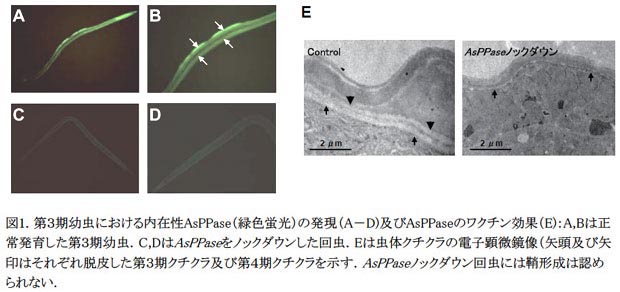 図1. 第3期幼虫における内在性AsPPase(緑色蛍光)の発現(A-D)及びAsPPaseのワクチン効果(E)