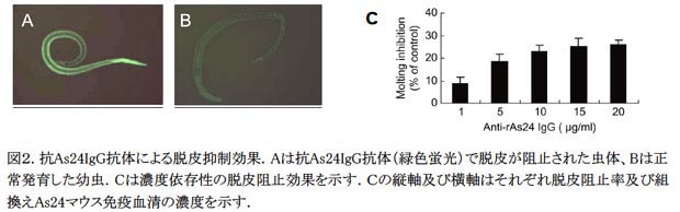 図2. 抗As24IgG抗体による脱皮抑制効果.