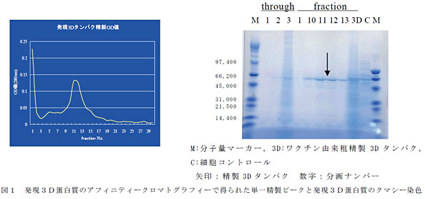 図1 発現3D蛋白質のアフィニティークロマトグラフィーで得られた単一精製ピークと発現3D蛋白質のクマシー染色