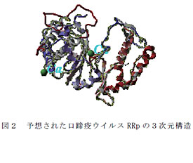 図2 予想された口蹄疫ウイルスRRp の3次元構造