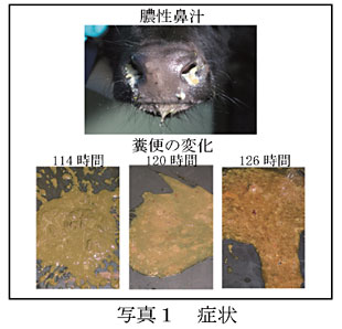 写真1 症状