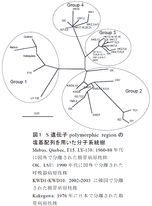 図1 S遺伝子polymorphic region の塩基配列を用いた分子系統樹