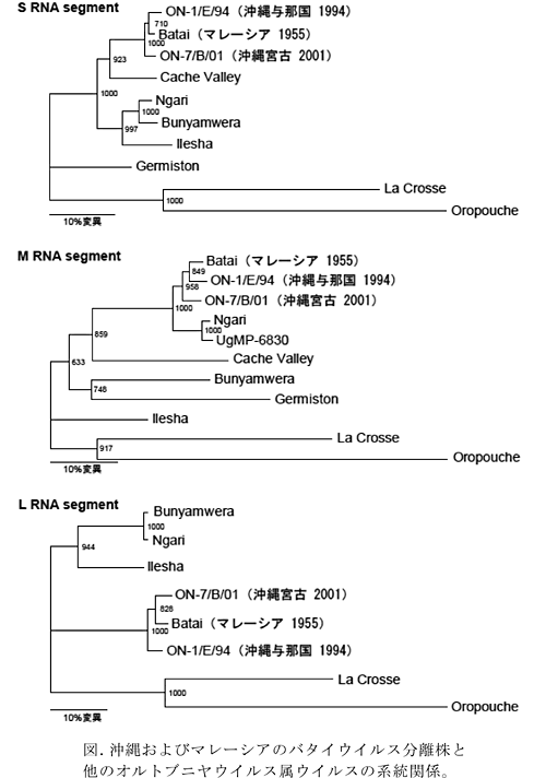 図.沖縄およびマレーシアのバタイウイルス分離株と他のオルトブニヤウイルス属ウイルスの系統関係。