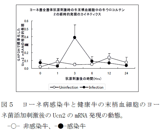 図5 ヨーネ病感染牛と健康牛の末梢血細胞のヨーネ菌添加刺激後のUcn2 のmRNA 発現の動態。