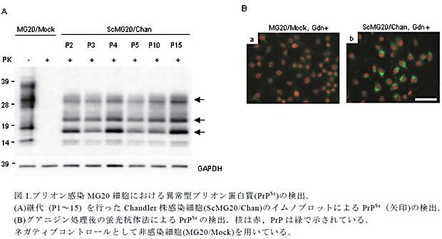 図1.プリオン感染MG20 細胞における異常型プリオン蛋白質(PrPSc)の検出.