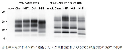 図2.様々なプリオン株に感染したマウス脳(左)およびMG20 細胞(右)のPrPSc の比較