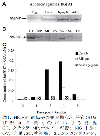 図1. HlGFAT遺伝子の発育期(A)、器官(B)及び吸血日数( C) における発現