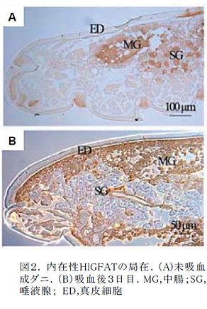 図2. 内在性HlGFATの局在.(A)未吸血成ダニ.(B)吸血後3日目.