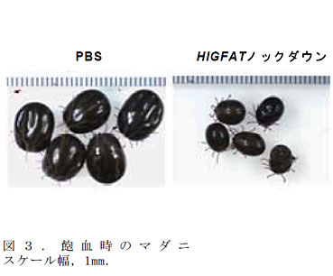 図3 . 飽血時のマダニ