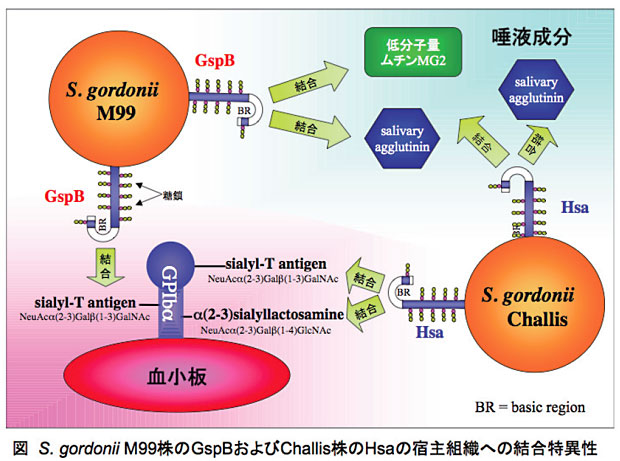 図 S.gordonii M99株のGspBおよびChallis株のHsaの宿主組織への結合特異性