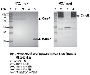 図1.ウェスタンプロット法によるCmeFおよびCmeB蛋白の検出