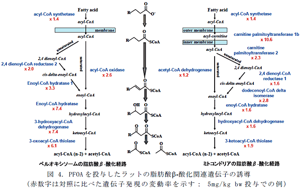 図 4. PFOA を投与したラットの脂肪酸β-酸化関連遺伝子の誘導