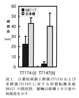 図1.白葉枯病菌I群菌(T7174)およびII群菌(T1747)に対する形質転換系統NB117の抵抗性。縦軸は接種10日後の病斑長を示す。