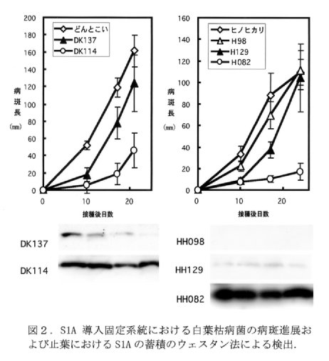 図2.S1A導入固定系統における白葉枯病菌の病斑進展および止葉におけるS1Aの蓄積のウェスタン法による検出。