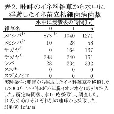 表2.畦畔のイネ科雑草から水中に浮遊したイネ苗立枯細菌病菌数