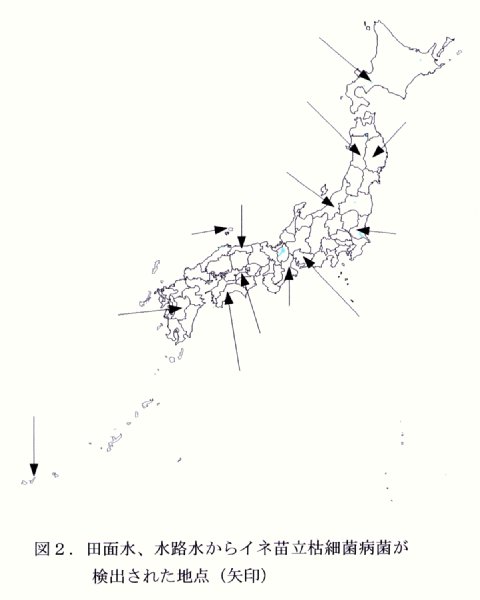 図2.田面水、水路水からイネ苗立枯細菌病菌が検出された地点(矢印)