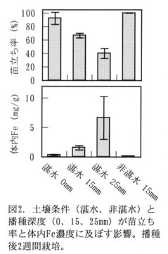 図2.土壌条件(湛水、非湛水)と播種深度(0,15,25mm)が苗立ち率と体内Fe濃度に及ぼす影響。播種後2週間栽培。