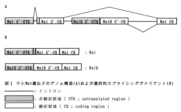 図1.ウシMx1遺伝子のゲノム構造(A)および選択的スプライシングヴァリアント(B)