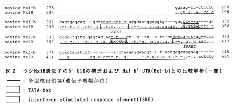 図2.ウシMx1B遺伝子の5'-UTRの構造およびMx1 5'-UTR(Mx1-b)との比較解析(一部)