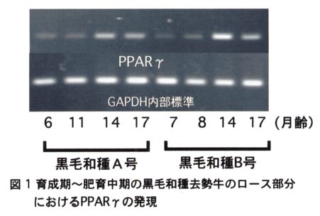 図1.育成期～肥育中期の黒毛和種去勢牛のロース部分におけるPPARγの発現