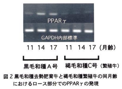 図2.黒毛和種去勢肥育牛と褐毛和種繁殖牛の同月齢におけるロース部分でのPPARγの発現