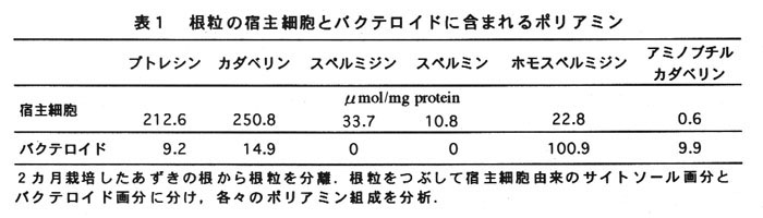 表1.根粒の宿主細胞とバクテロイドに含まれるポリアミン