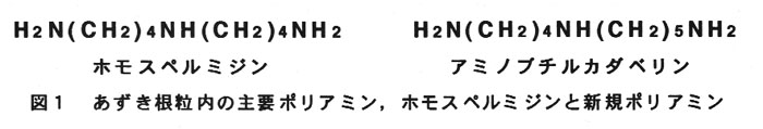 図1.あずき根粒内の主要ポリアミン、ホモスペルミジンと新規ポリアミン