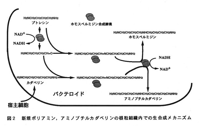 図2.新規ポリアミン、アミノブチルカダベリンの根粒組織内での生合成メカニズム