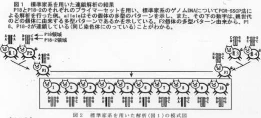 図1 標準家系を用いた連鎖解析の結果