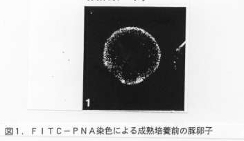 図1 FITC-PNA染色による成熟培養前の豚卵子