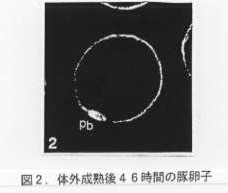 図2 体外成熟後46時間の豚卵子