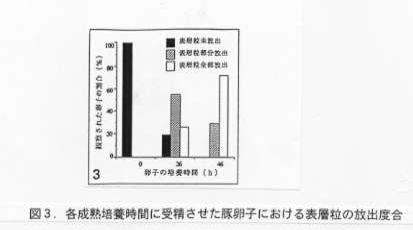 図3 各成熟培養時間に受精させた豚卵子における表層粒の放出度合