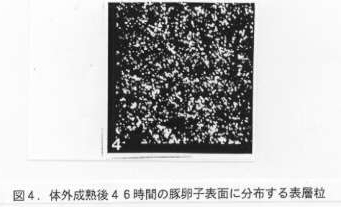 図4 体外成熟後46時間の豚卵子表面に分布する表層粒