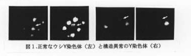図1 正常なウシY染色体(左)と構造異常のY染色体(右)