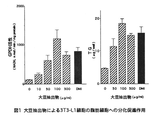 図1.大豆抽出物による3T3-L1細胞の脂肪細胞への分化促進作用