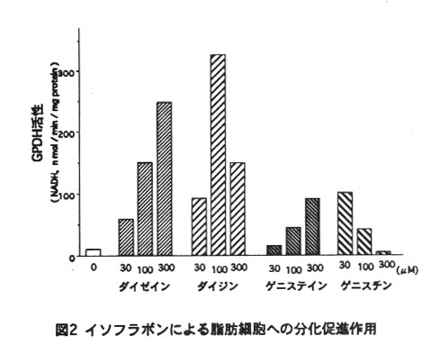 図2.イソフラボンによる脂肪細胞への分化促進作用