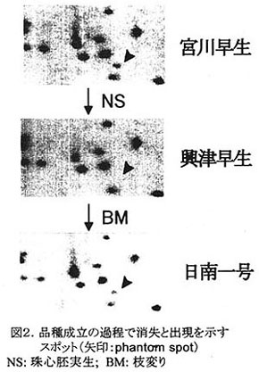 図2.品種成立の過程で消失と出現を示す